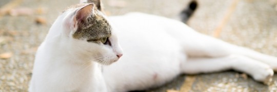 Comment se passe la gestation pour nos chattes? chatte gestation