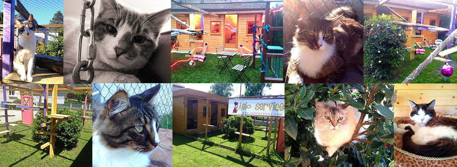 Asloservices Garde De Chats A Domicile Ou Au Chalet Gardiennage D Animaux