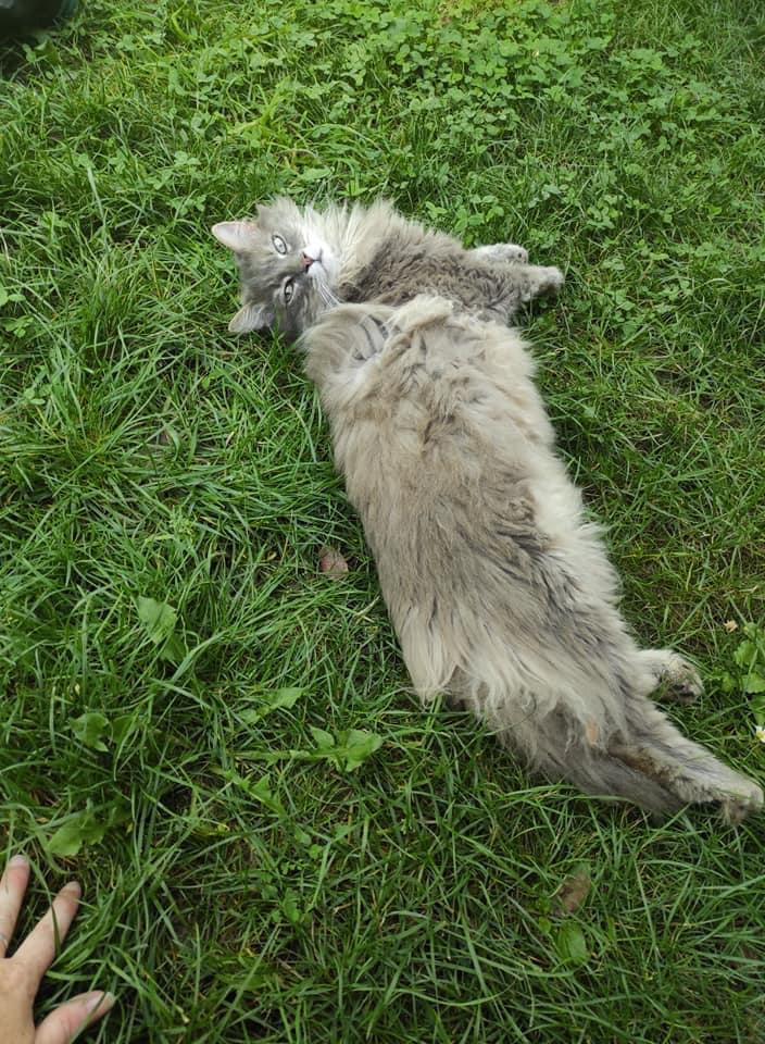 chat allonge dans l herbe dans une pension pour chats