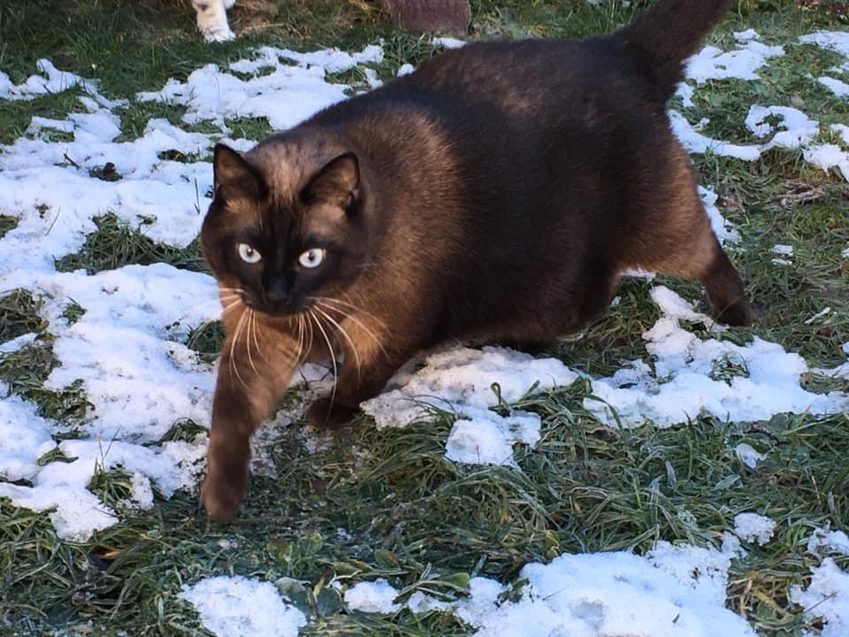 chat dans la neige a la pension pour chats