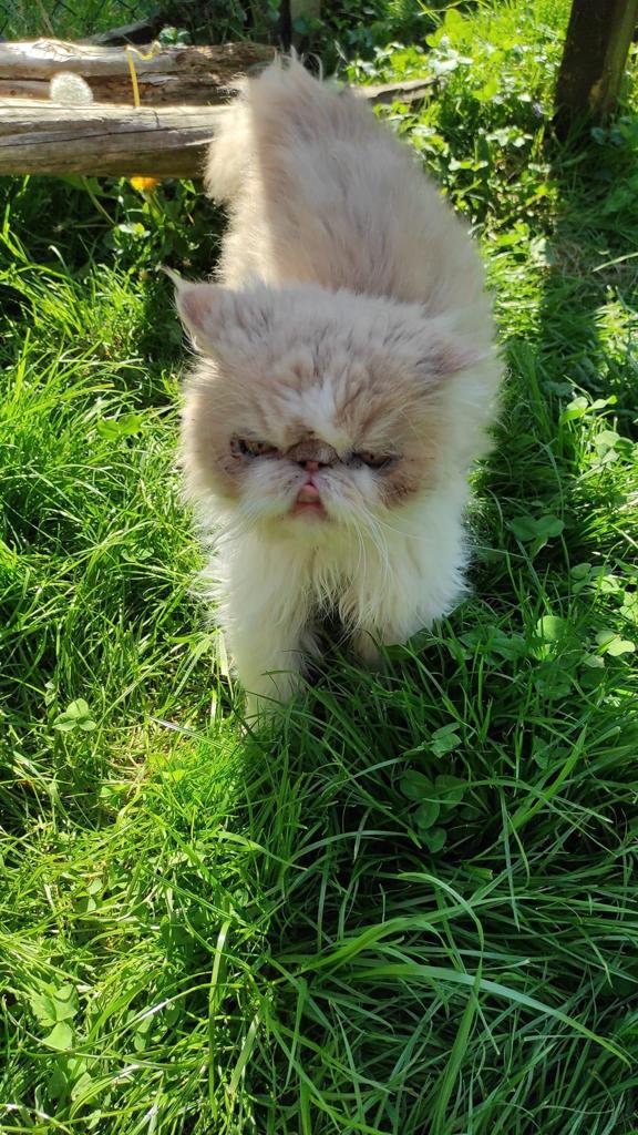 chat qui marche dans l herbe